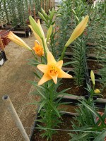 [5641 VH71 No01.JPG]